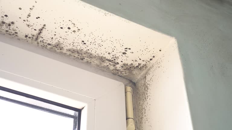 Best Mold Removal for HVAC Installations  in Lyman, WY